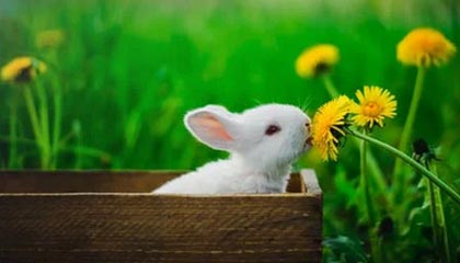 kaiyun sports-揭秘电竞选手职业周期与转型路径，电竞职业选手有前途吗